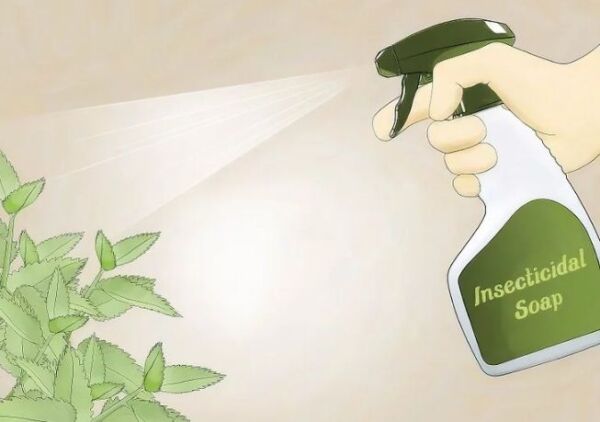 ▷ Jabon insecticida contra pulgones ▷【 EliminarBichos.es 🥇】.jpg