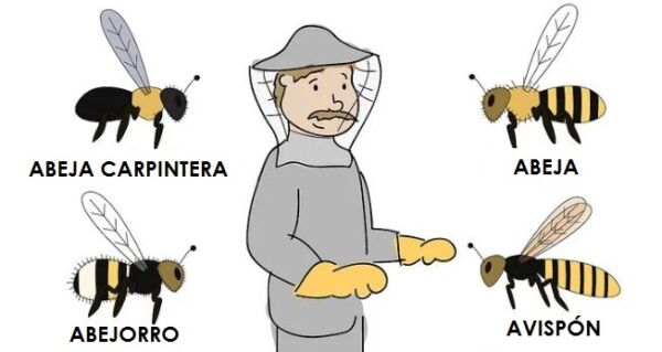 ▷ Tipos de abejas ▷【 EliminarBichos.es 🥇】