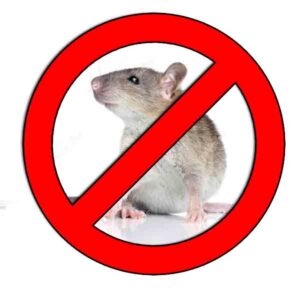 Como-eliminar-ratas-▷【-EliminarBichos.es-🥇】.jpg