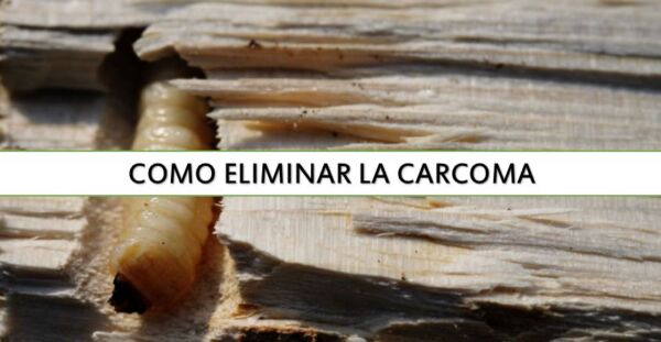 ▷ Cómo eliminar la carcoma ▷【 EliminarBichos.es 🥇】