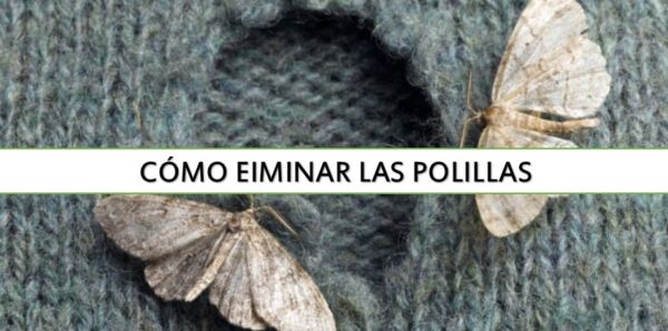 ▷ Cómo eliminar las Polillas de la ropa ▷【 EliminarBichos.es 🥇】.jpg
