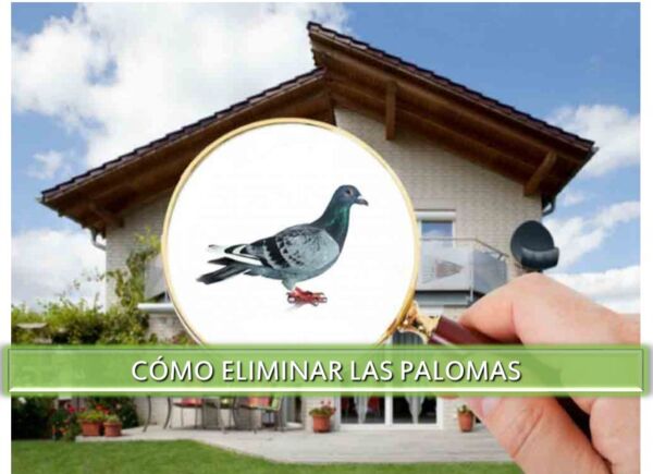 ▷-Cómo-eliminar-las-palomas-▷【-EliminarBichos.es-🥇】.jpg