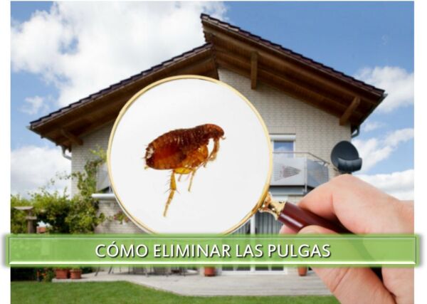▷ Cómo eliminar las pulgas de casa !! ▷【 EliminarBichos.es 🥇】.jpg