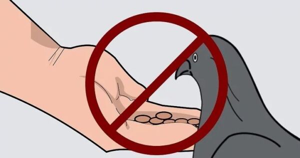 ▷ No dar de comer a las palomas ▷【 EliminarBichos.es 🥇】.jpg